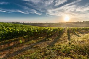 A breathtaking view of a vineyard in Tuscany with the sun rising, casting long shadows.